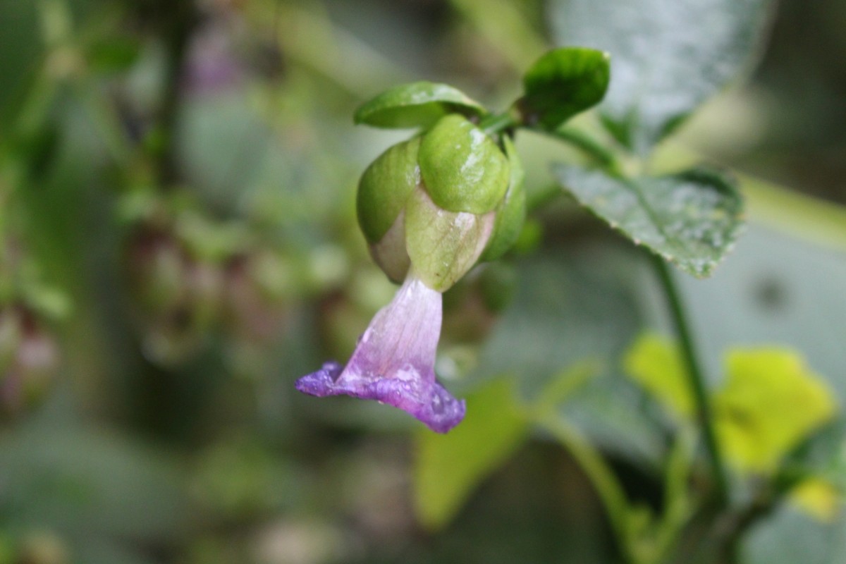 Strobilanthes lupulina Nees